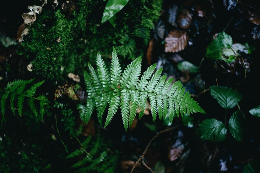 Photo Ecological Footprint